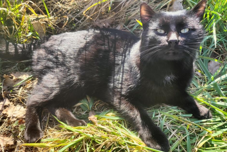 Verdwijningsalarm Kat Mannetje , 1 jaar Madré Frankrijk Verdwijningsalarm Kat Mannetje , 1 jaar Madré Frankrijk